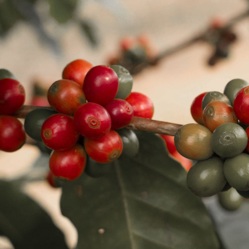 11Äthiopien Sidamo Biokaffee CTS