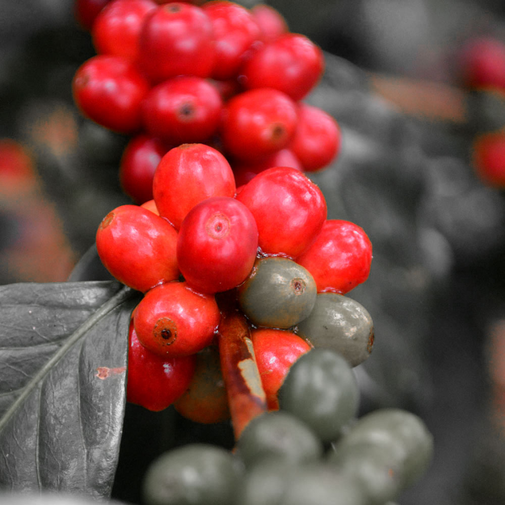 11Speciality Coffee Peru Millenium Organic