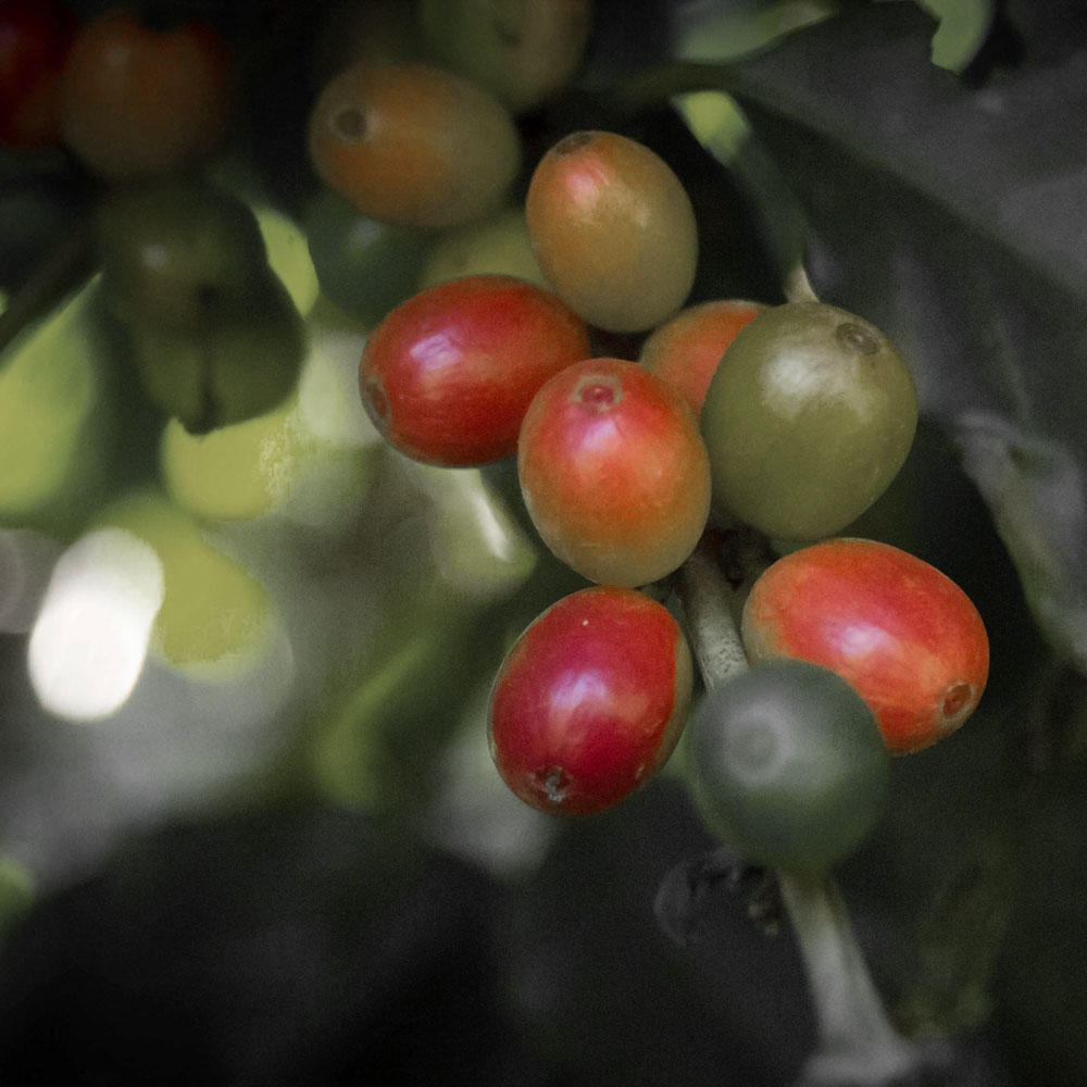 11biodynamic cultivation Brazil Camocim green coffee