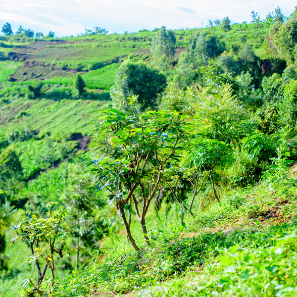 11Kaffee aus dem Hochland von Ruanda - Imma Coffee