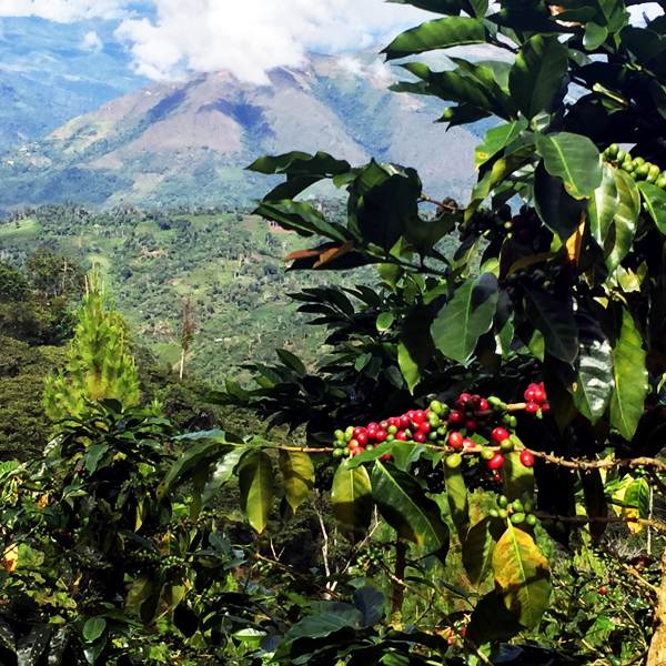 11Peru ist die Heimat des Pacha Mama Kaffees